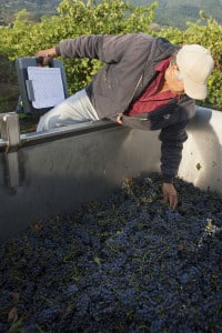 Harvest 6