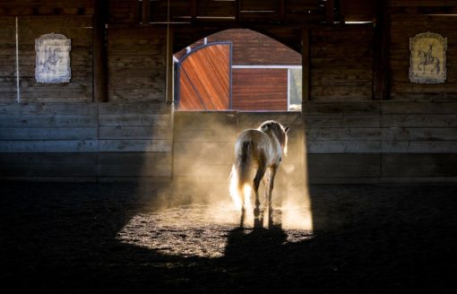 "LUSITANO: NOBLE, COURAGEOUS, ETERNAL" LIMITED EDITION TRADE PRESS BOOK