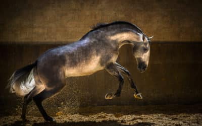 Seven photographers on four legs: At the Griffin, celebrating the horse in all its glory – The Boston Globe