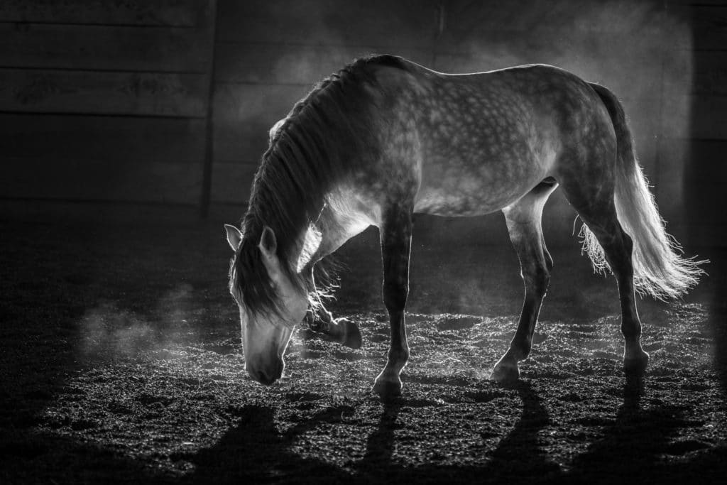 Lusitano Horse image in chiaroscuro light.