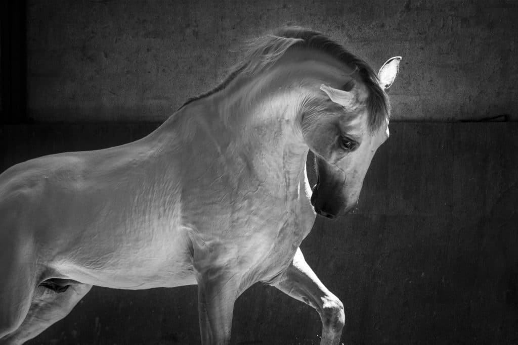 Lusitano Horse in chiaroscuro light